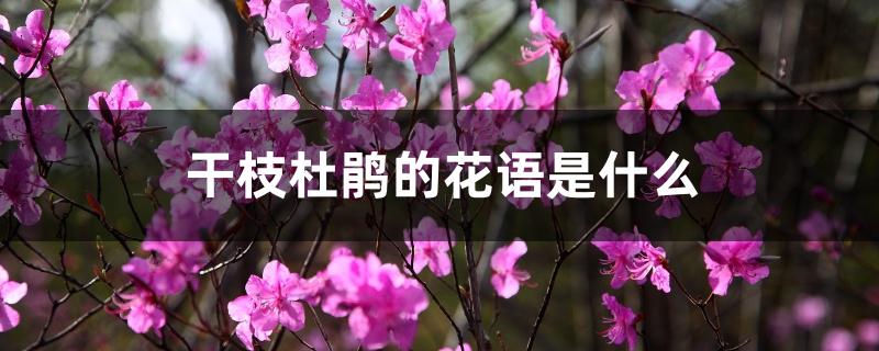 干枝杜鹃的花语是什么