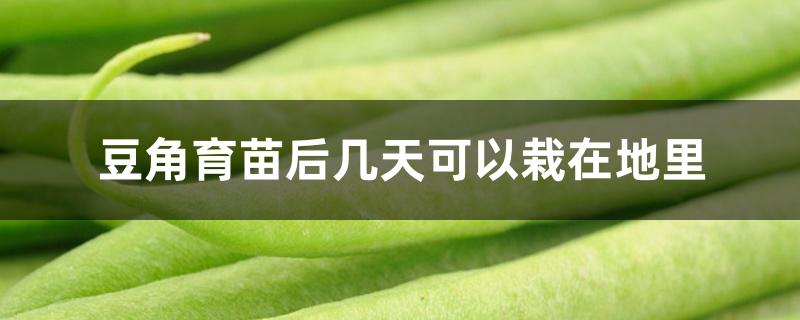 豆角育苗后几天可以栽在地里