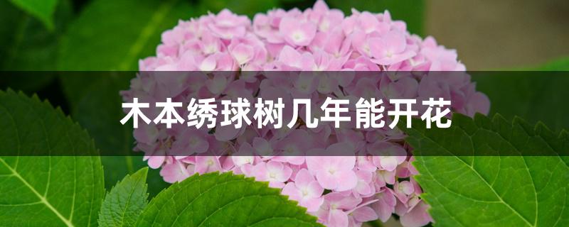 木本绣球树几年能开花