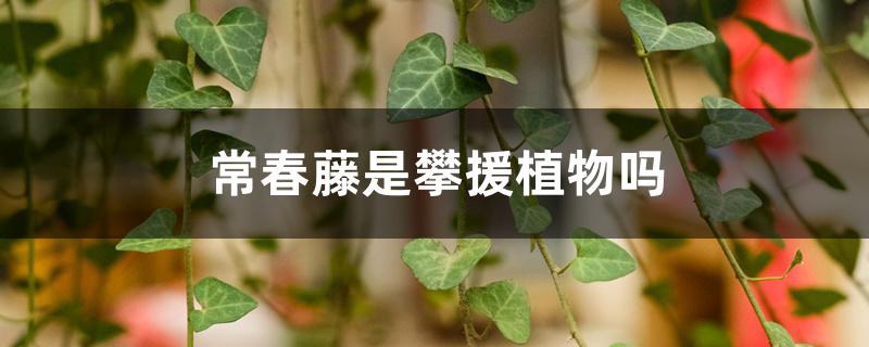 常春藤是攀援植物吗