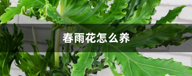 春羽花怎么养