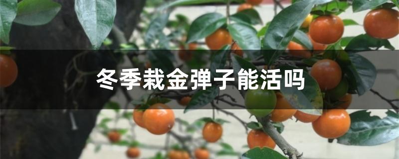 冬季栽金弹子能活吗