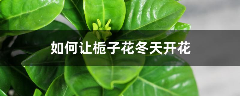 如何让栀子花冬天开花