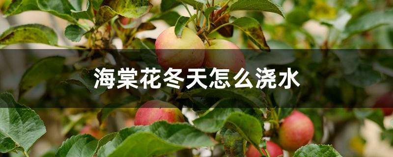 海棠花冬天怎么浇水