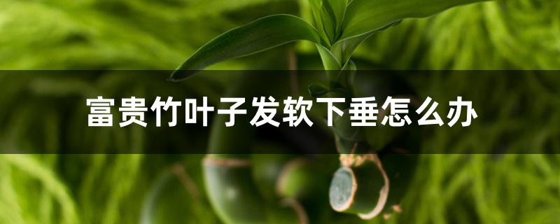 富贵竹叶子发软下垂怎么办