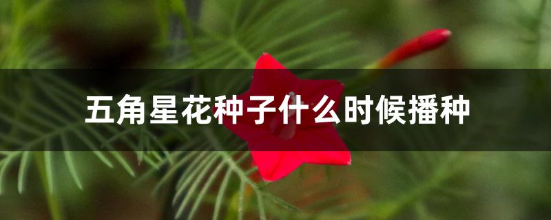 五角星花种子什么时候播种