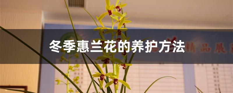 冬季蕙兰花的养护方法