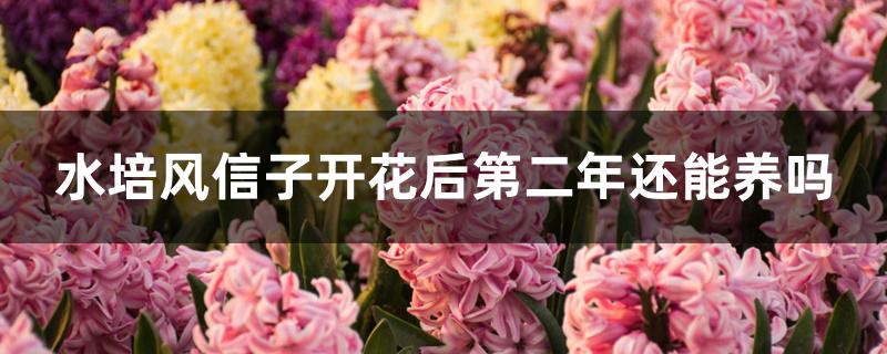 水培风信子开花后第二年还能养吗