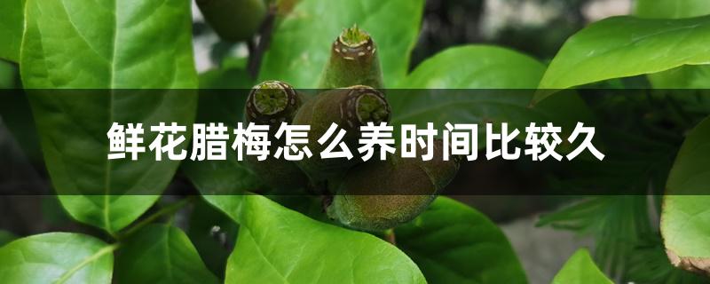 鲜花腊梅怎么养时间比较久