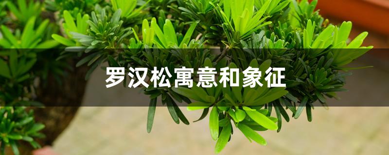 罗汉松寓意和象征