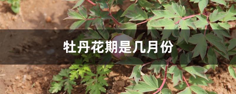 牡丹花期是几月份