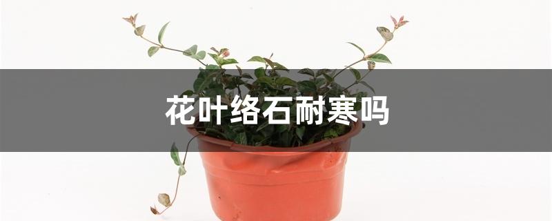 花叶络石耐寒吗