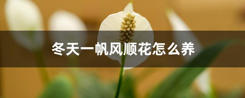 冬天一帆风顺花怎么养