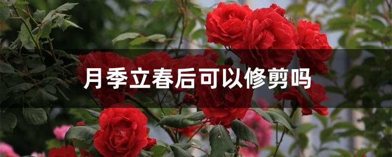 月季立春后可以修剪吗