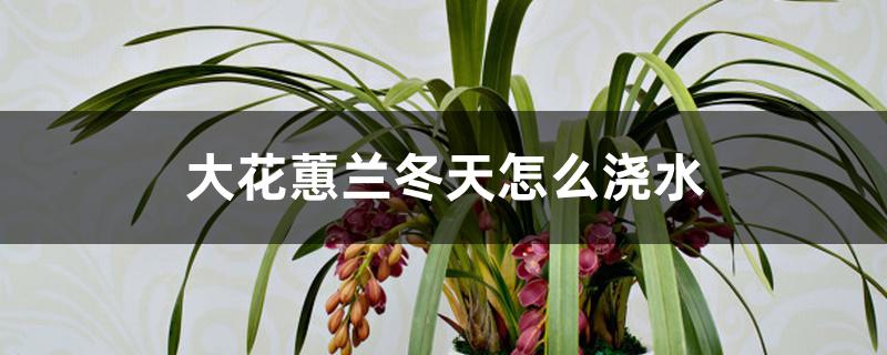 大花蕙兰冬天怎么浇水