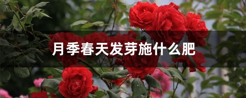 月季春天发芽施什么肥