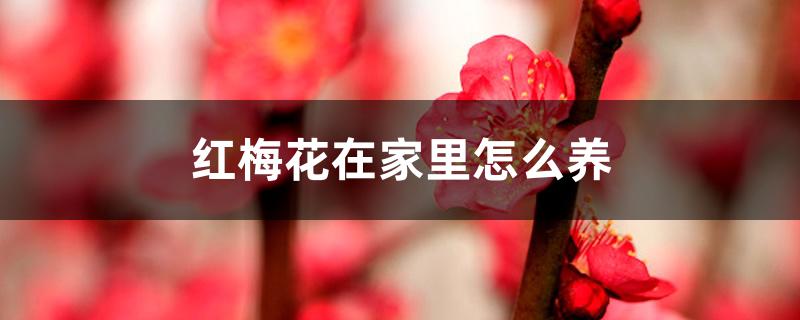 红梅花在家里怎么养