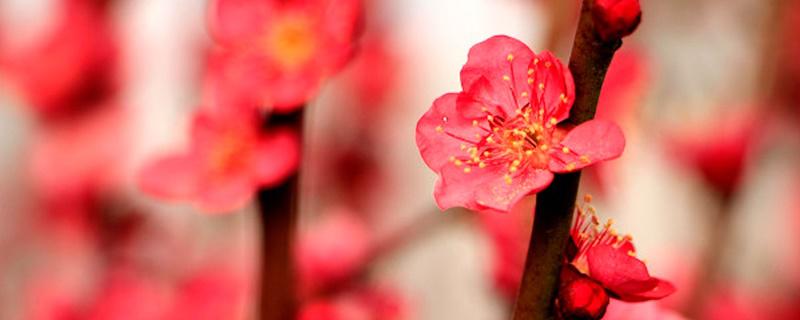 盆栽梅花的养护和管理 盆栽梅花的养护和管理