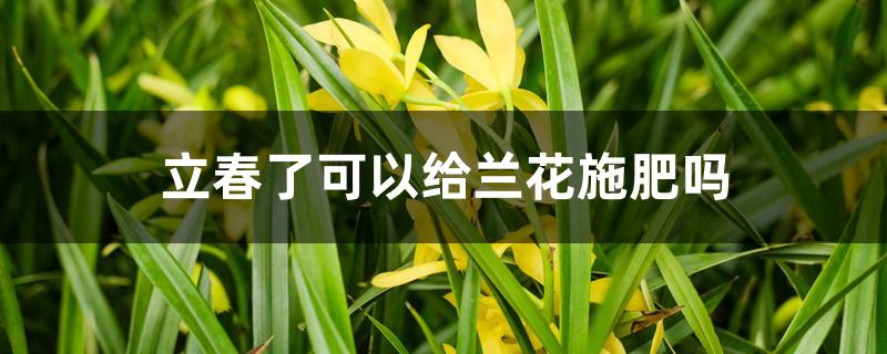 立春了可以给兰花施肥吗