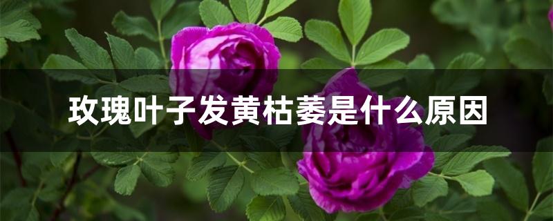 玫瑰叶子发黄枯萎是什么原因