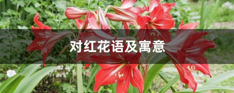 对红花语及寓意