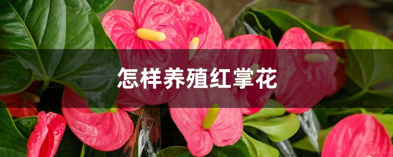 怎样养殖红掌花