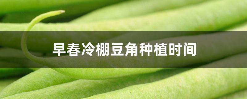 早春冷棚豆角种植时间