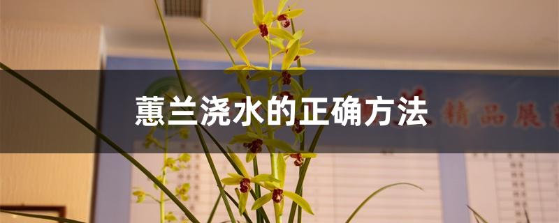 蕙兰浇水的正确方法