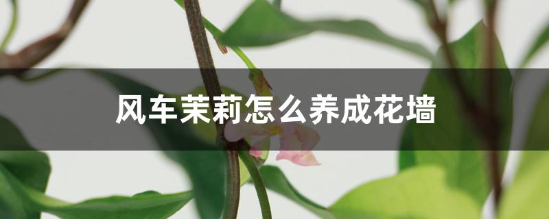 风车茉莉怎么养成花墙