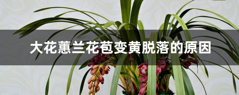 大花蕙兰花苞变黄脱落的原因