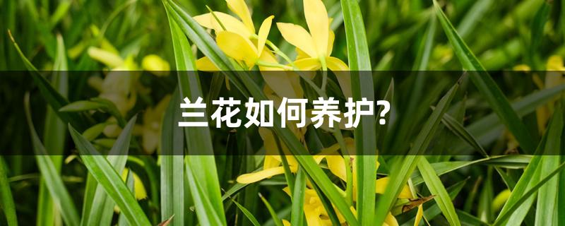 兰花如何养护?