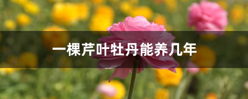 一棵芹叶牡丹能养几年