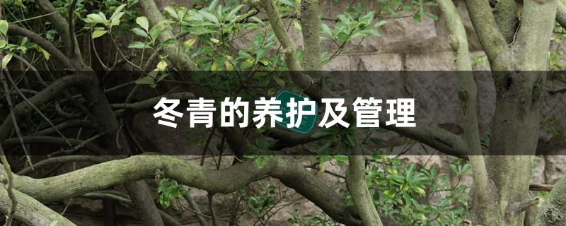 冬青的养护及管理