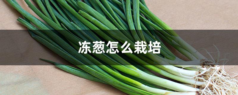 冻葱怎么栽培