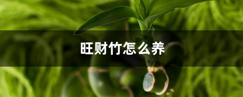 旺财竹怎么养