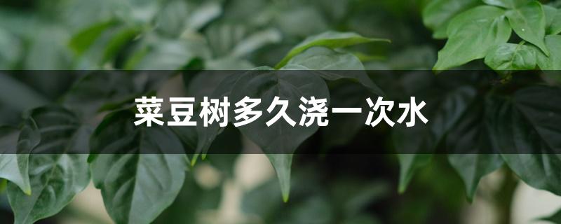 菜豆树多久浇一次水