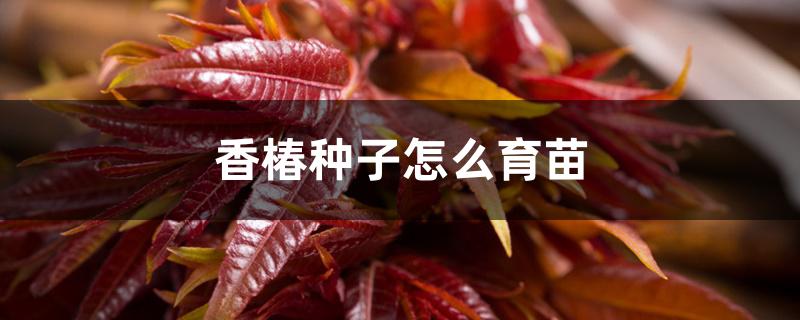 香椿种子怎么育苗