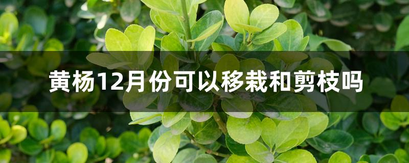 黄杨12月份可以移栽和剪枝吗