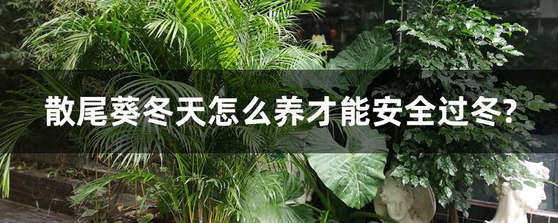 散尾葵冬天怎么养才能安全过冬? 散尾葵冬天怎么养才能安全过冬?