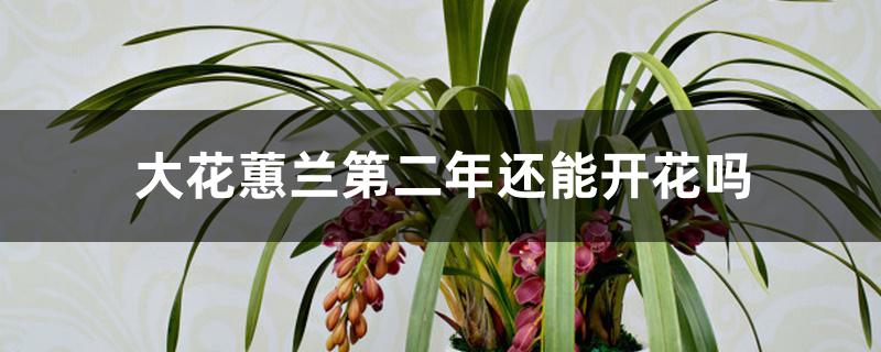 大花蕙兰第二年还能开花吗