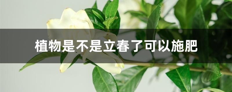 植物是不是立春了可以施肥 植物是不是立春了可以施肥