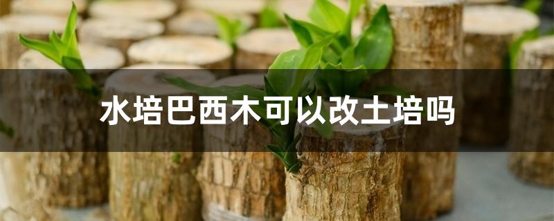 水培巴西木可以改土培吗 水培巴西木可以改土培吗