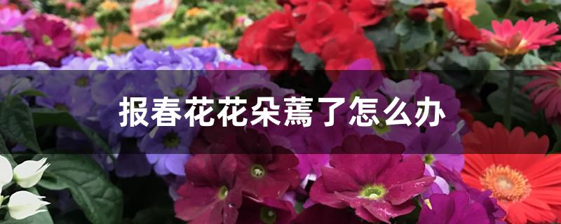 报春花花朵蔫了怎么办 报春花花朵蔫了怎么办