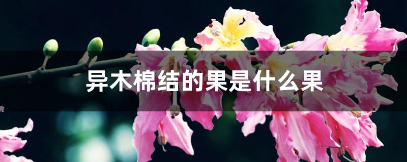 异木棉结的果是什么果 异木棉结的果是什么果