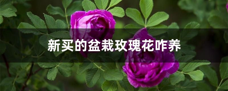 新买的盆栽玫瑰花咋养