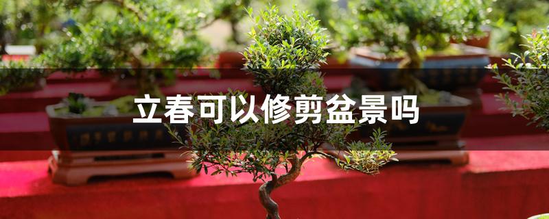 立春可以修剪盆景吗