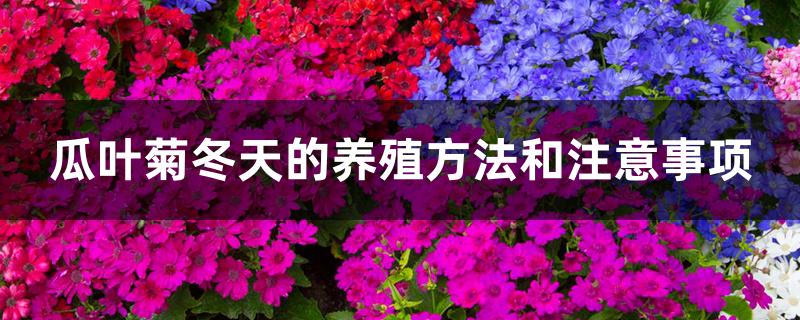 瓜叶菊冬天的养殖方法和注意事项
