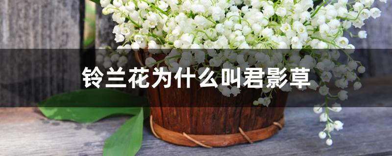 铃兰花为什么叫君影草 铃兰花为什么叫君影草