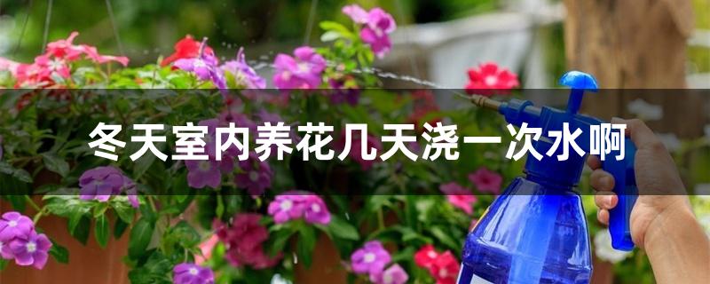冬天室内养花几天浇一次水啊 冬天室内养花几天浇一次水啊