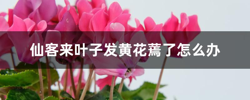 仙客来叶子发黄花蔫了怎么办